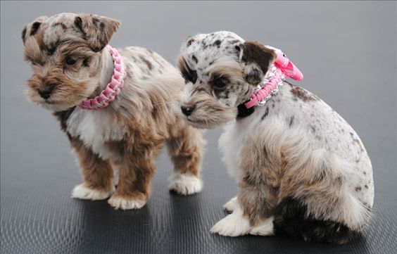 Merle Schnauzer Puppies Colorado | Miniature Schnauzer Puppies