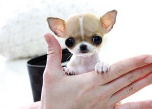 Micro Teacup Chihuahua