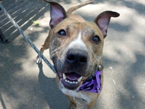 MIDNIGHT - A1078415 - - Manhattan TO BE DESTROYED 06/28/16 A volunteer writes: With a coat as soft as velvet, and markings like the finest wood grain, Midnight wags his tail at me as I unlatched his door. Easily leashed we’re out the door where Midnight’s first priority is going potty (a lot!). His leash manners are lovely and we chat as we head to the park. Wagging his tail at kids and all the people passing, he’s easy and seems comfortable with a bit of