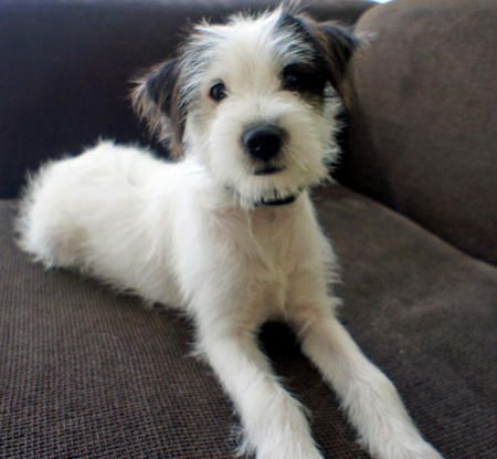 Mies the Jack Russell Mix-Adorable!