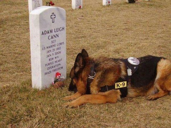 Military service dog at his handler's gravesite. What a bond! Brings tears to my eyes!