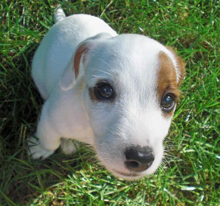 Milo the Jack Russell Terrier