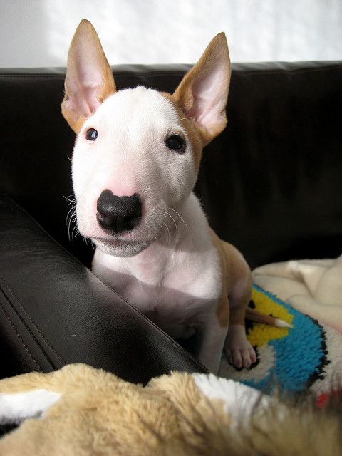 mini bull terrier, hansome, hansome. I want one!