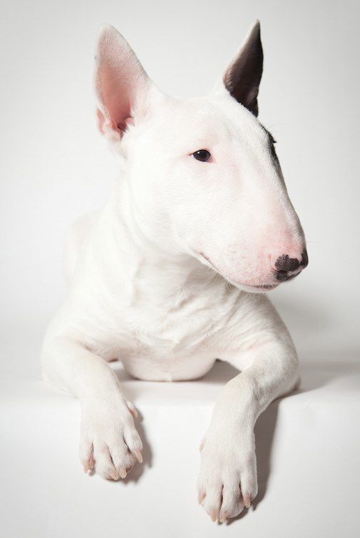 Mini Bull Terrier, these dogs are so cool!