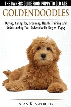 mini goldendoodle grooming styles - Google Search