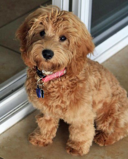 Mini labradoodle. These are one of the cutest dogs. I wonder how many end up in shelters. Adopt a shelter pet is the only way to go!
