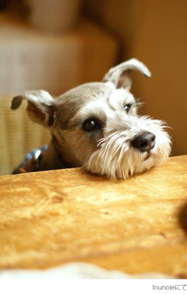 mini schnauzer - this little dog reminds me of my sweet Kelsie  I miss her so very 