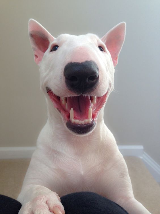 Miniature Bull Terrier dog smiling for the camera :)