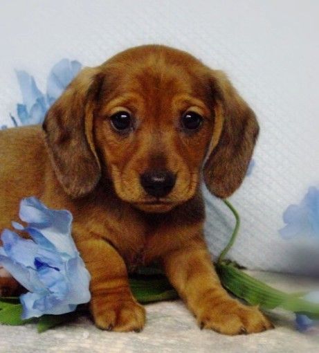 miniature dachshund. Some day!