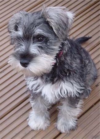 Miniature Schnauser Puppy -- we grew up with one name 'Susie' who looked just like this