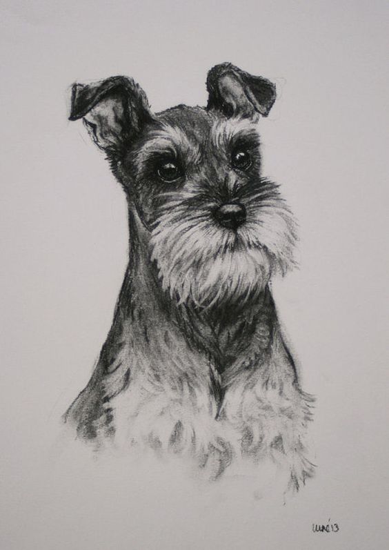Miniature Schnauzer Terrier dog fine art Limited Edition print from an original charcoal drawing