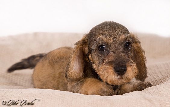 Miniature Wirehaired Dachshund Pup @ 9 Weeks
