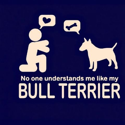 #MiniBullTerrier #Bullterrier #BullterrierPics #BullTerrierInstagram #ILoveDogs #ILoveBullTerrier #BullTerrierLove #BullTerrierStyle #EnglishBullTerrier #BullTerrierWorld #BullTerrierLife #Dogstagram #Doglovers #Doglife #DogOfInstagram #Dog #MyDog #Dogs #Art #Graphic