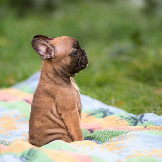 'Morning Meditation', for a French Bulldog Puppy.