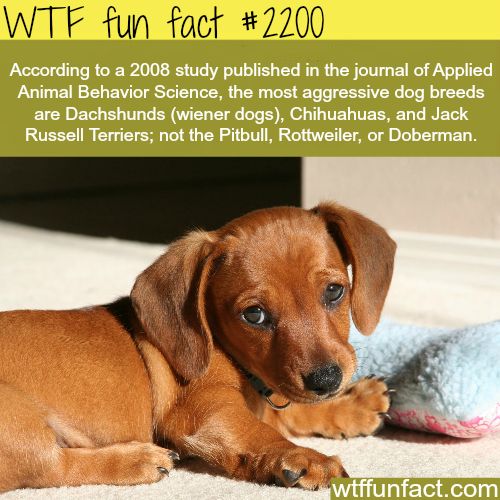 Most aggressive dogs - WTF fun facts