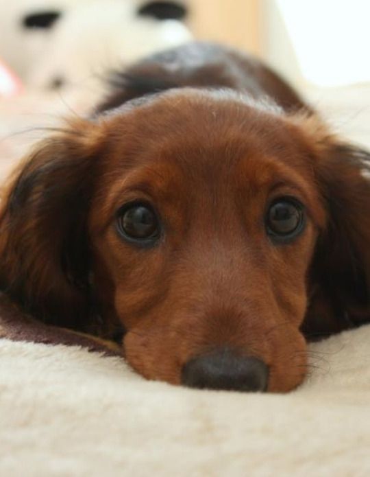Most difficult emotions dachshunds experience of which we should be aware: ~'at first it was strange and I was lonely'
