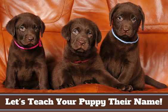 Most people don't know how to teach a puppy its  how to use it properly. Read 10 easy steps to teaching your puppy's name and how you should use it