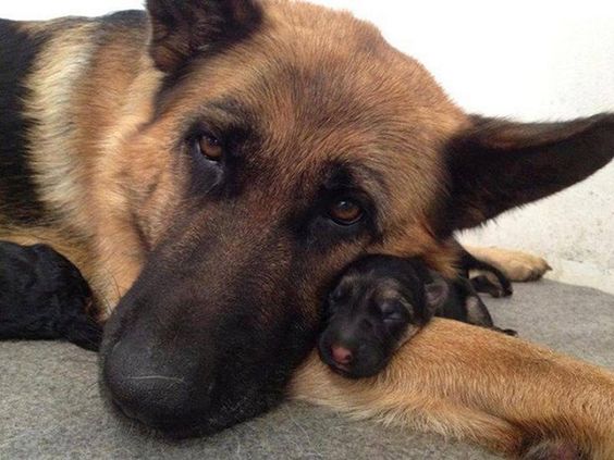 Mother With Her Baby german shepherds