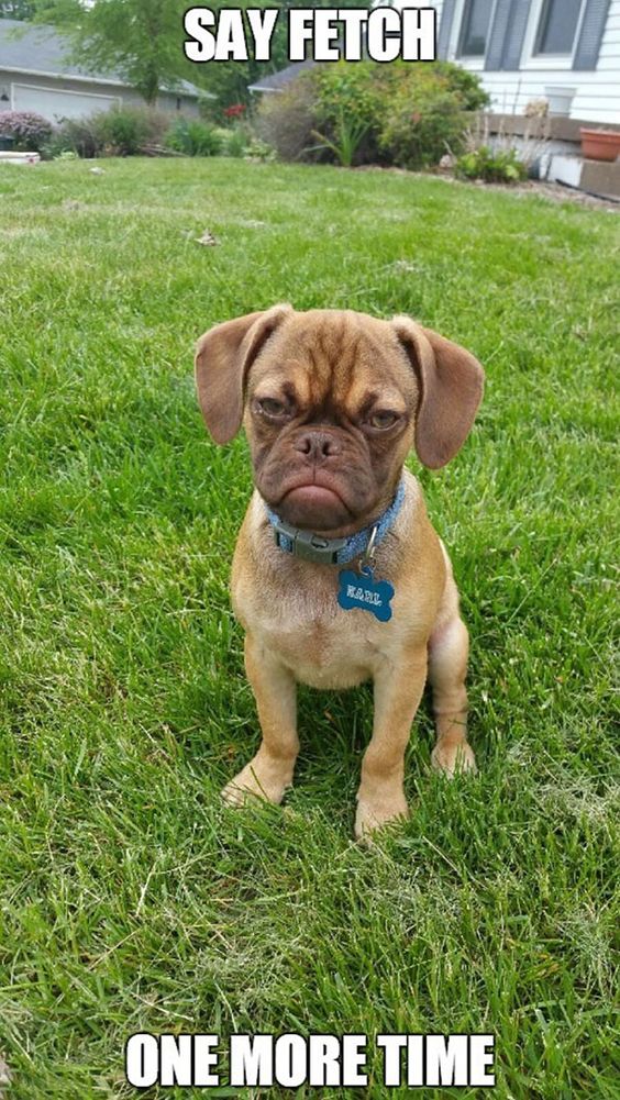 Move over, Grumpy Cat -- there's a new dog in town and his name is Earl
