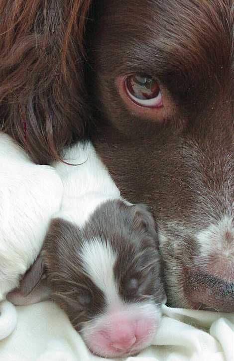 mum and pup OMG precious!