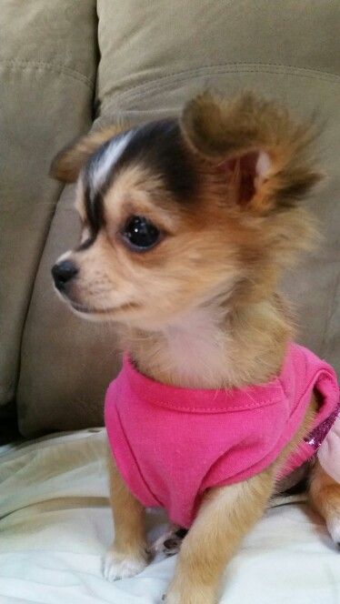 My baby girl koko. Precious chihuahua puppy! Love her so much Love Your Dog? Visit our website NOW!