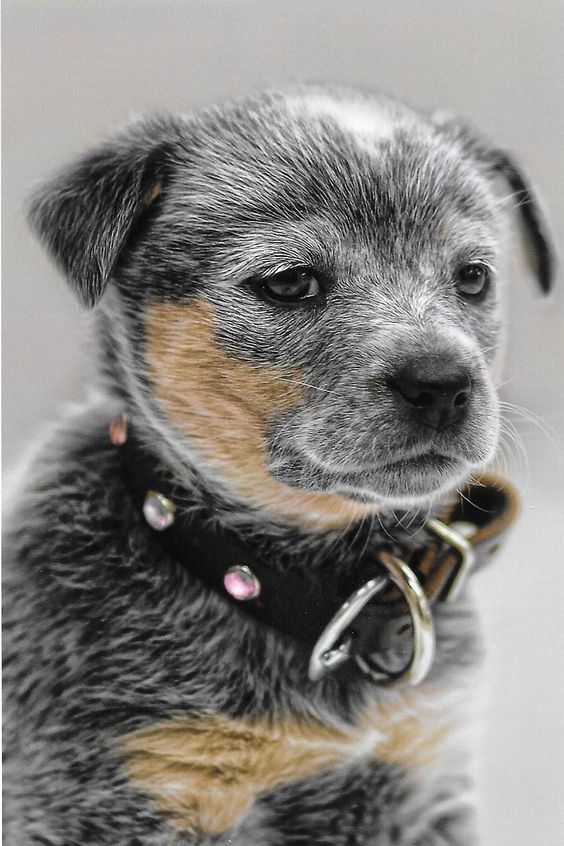 My blue heeler was so stoic when she was a puppy