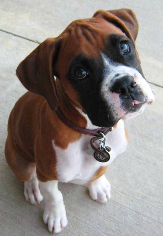 My boxer mix made me rethink the breed completely. I've been changed and am officially obsessed!