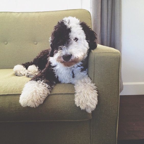 My future  sheepadoodle. Christmas can't come soon enough!