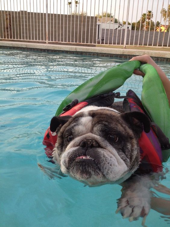 My girlfriends bulldog is terrified to swim even with a life jacket and floatie