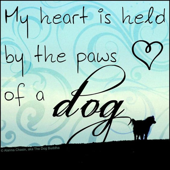 My heart is held by the paws of a dog. ♥