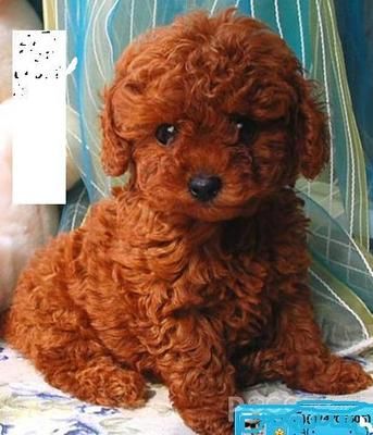 My little red toy poodle Soleil,looked just like this. I got her for my 30th birthday.