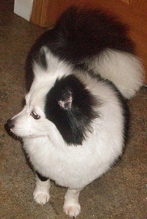 My name is  am a 12 lb, 8 yr old, black and white Pomeranian girl.