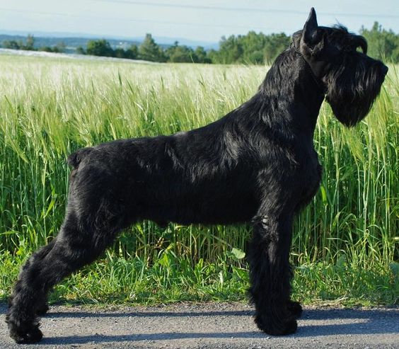 My next dog: Giant #Schnauzer