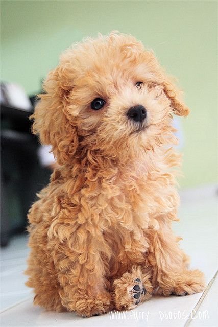 My poodle looked exactly like this when I first got him in 2000! He's now 13 years strong and still fluffy. Poodles are a great breed to look into.  They are top 4 smartest dog breeds in the world, and very friendly!