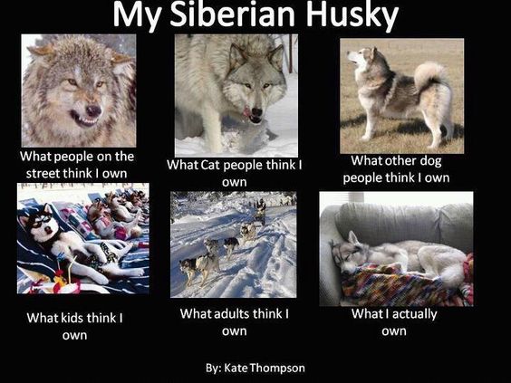 My Siberian Husky
