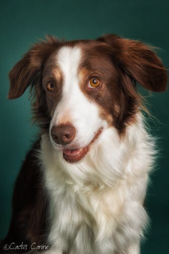 My super sweet red-tri Border Collie. His name is Rudyroo.