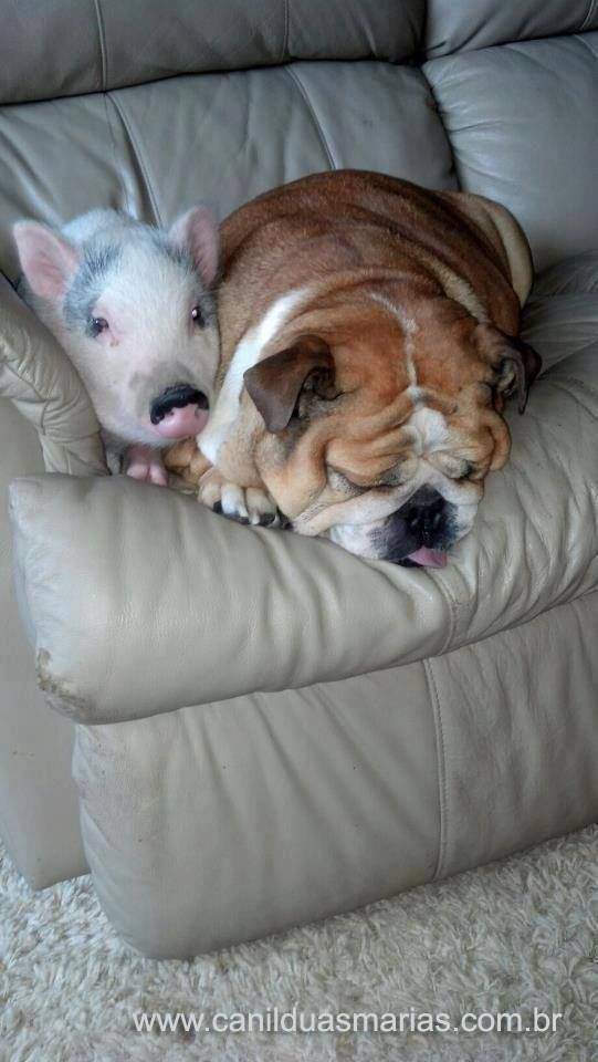 My two favorite animals, dogs and pigs! I will have a pet pig one of these days.