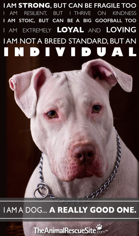 National Pit bull Awareness Day, The Animal Rescue Site