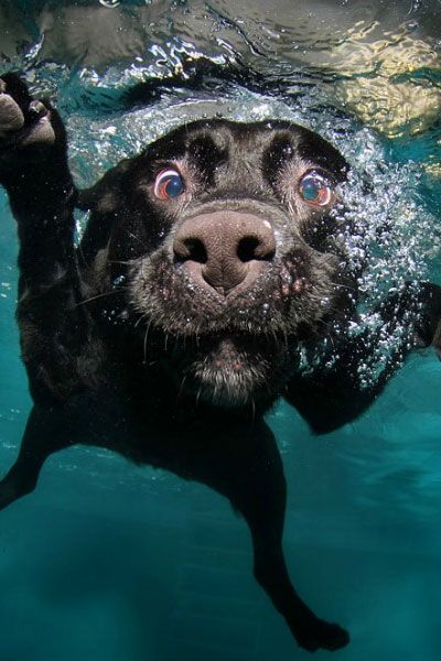 Naturally you think your puppy couldn't get any cuter, but have you played fetch underwater with them? Seth Casteel has and it's hilarious.
