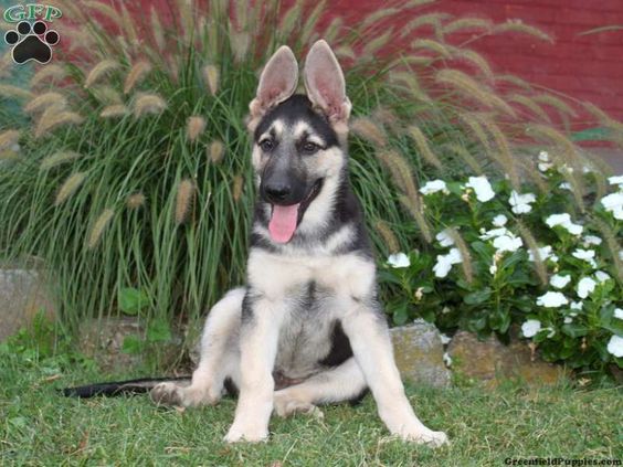 Naxwell, German Shepherd puppy for sale in Lititz, Pa