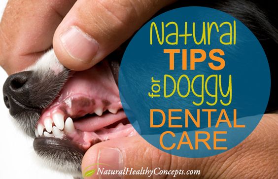 Need some help cleaning up your dog's teeth? Try out these natural tips for brushing and beating bacteria for good dental health.