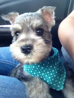 New | A community of Schnauzer lovers!