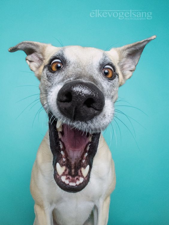 New Incredibly Expressive Dog Portraits by Elke Vogelsang - My Modern Met