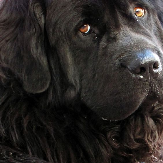 newfoundland. Big babies! And most likely my next dog: it's the best with kids and in the water