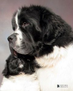 Newfoundland Puppies and Newfoundland Dogs for Sale from Windancer Newfoundlands