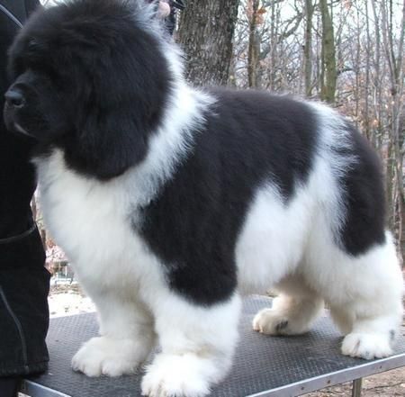 Newfoundland puppy ♥♥  this looks like Tiny when he was a pup!!!!  LOVE!!!