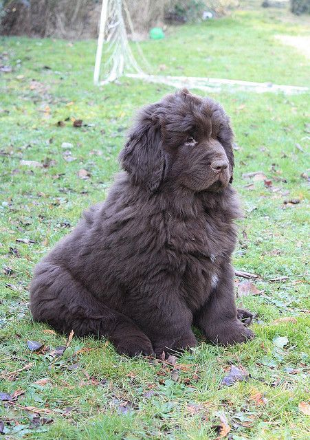 Newfoundlander puppy! Oh my gosh!!!! Can they stay that size?