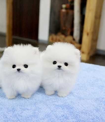Nice Pomeranian puppies Available - Al Ahmadi Classifieds - Post ...