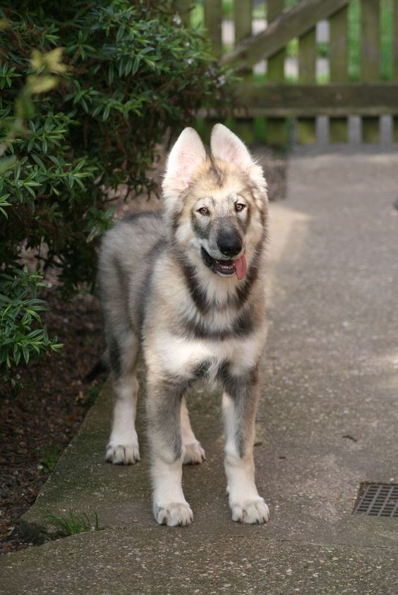 Northern Inuit dog. Almost identical to wolves, except that they aren't wolves.