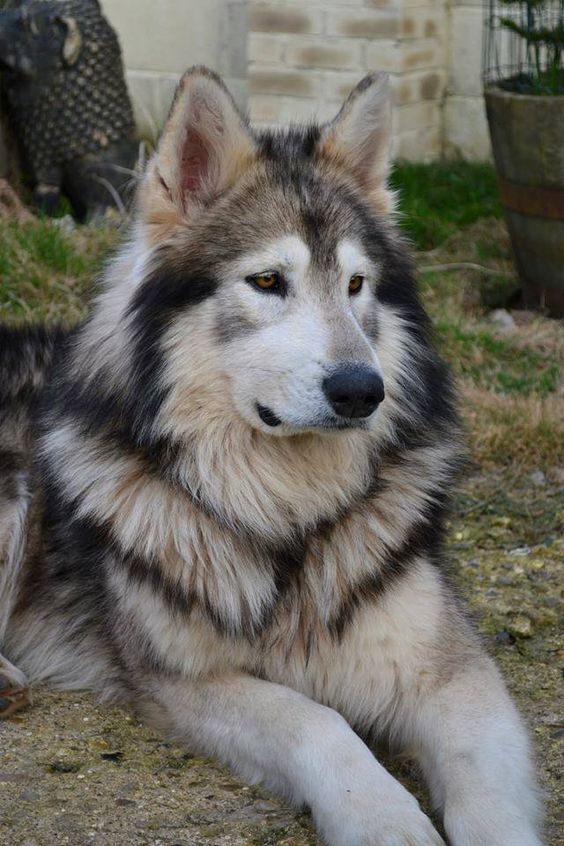 Northern Inuit - the breed they used on Game of Thrones